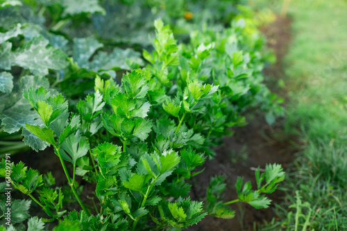 Close up of celery plantation, leaf vegetable in the vegetable garden, view from above. Planting a celery seedling in the vegetable garden, selective focus