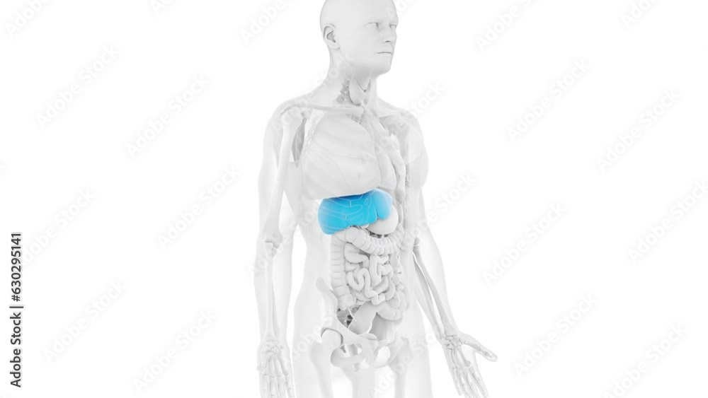 Animation of a man's liver Animation of a man's liver