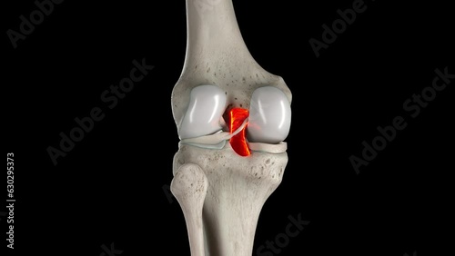 Animation of posterior cruciate ligament photo