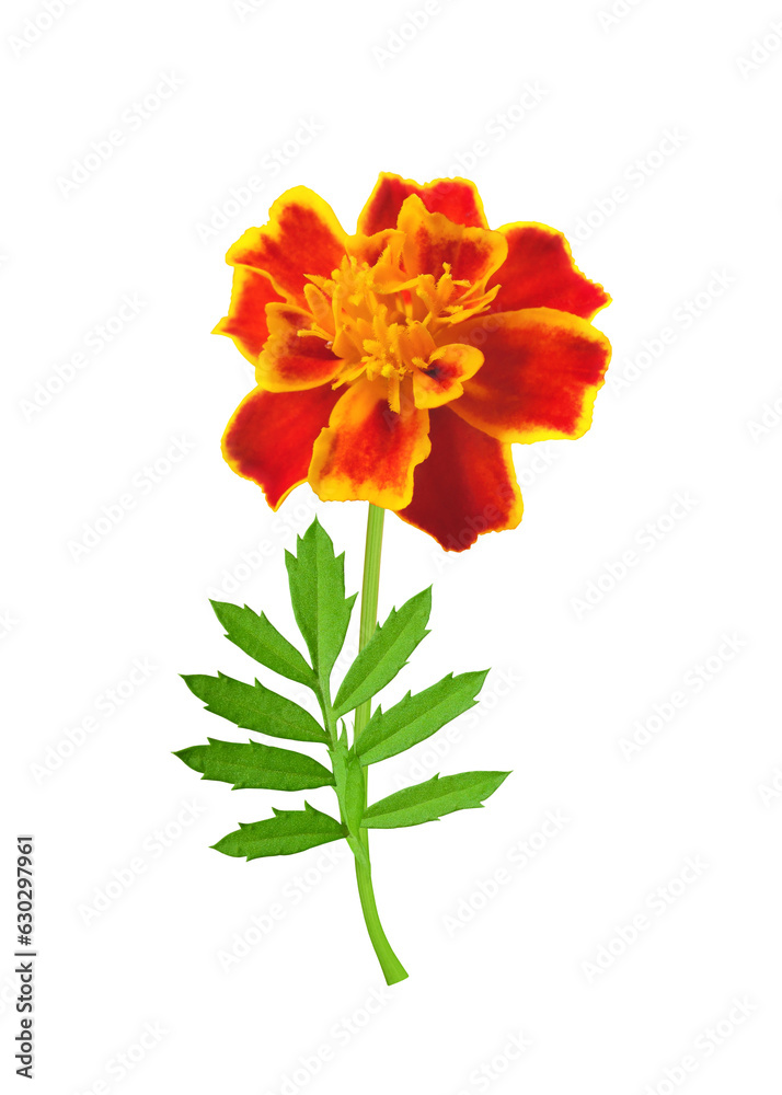 Obraz premium Tagetes (marigold) red-yellow flower on stem with leaf isolated on white background. Ornamental and medicinal plant rich in carotenoid lutein.