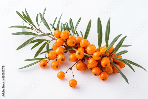 Orange sea buckthorn berries on a branch isolated on white background.