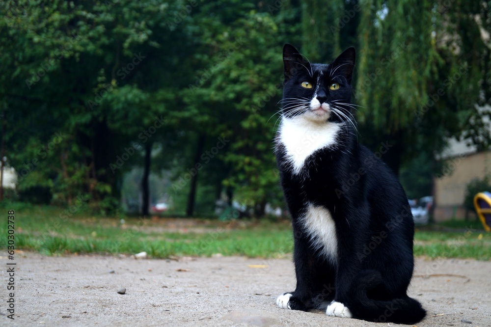 black and white cat on the ground black and white cat on the ground
