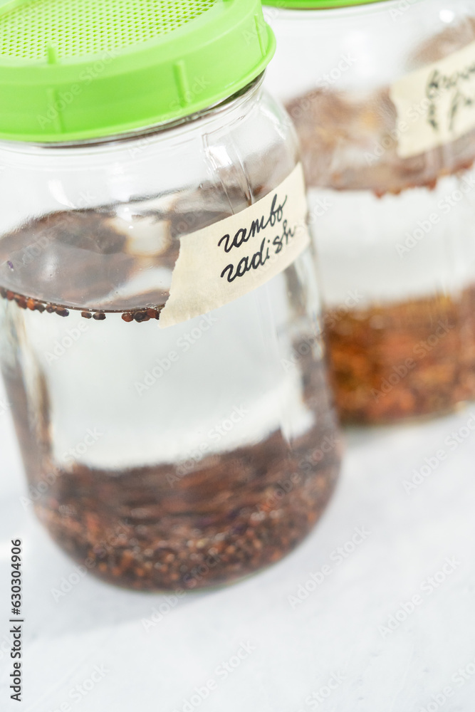 Growing sprouts in a jar Growing sprouts in a jar