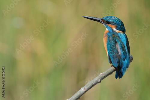 Yalıçapkını - Common Kingfisher - Alcedo atthis photo