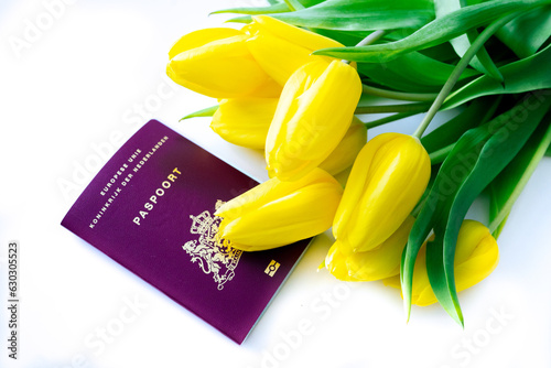 Top view European biometric passport of Netherlands. Official passport of Netherlands with yellow tulips on white background. Dutch document and flowers. Travel, immigration and nationality concept. photo