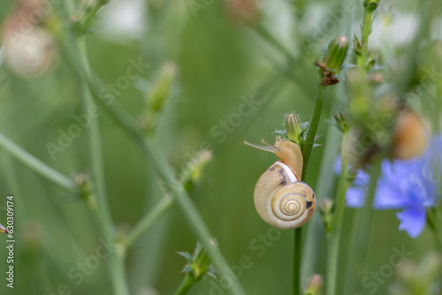 Banded snail, Cepaea nemoralis on cornflowers with delicate bokheh