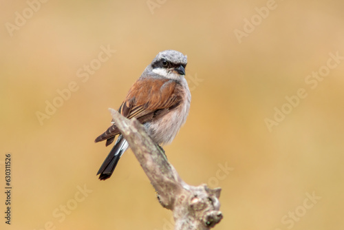 one male red-backed shrike sitting on a branch in a park