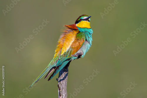 oe colorful bee-eater (Merops apiaster) sits on a branch and looks for insects