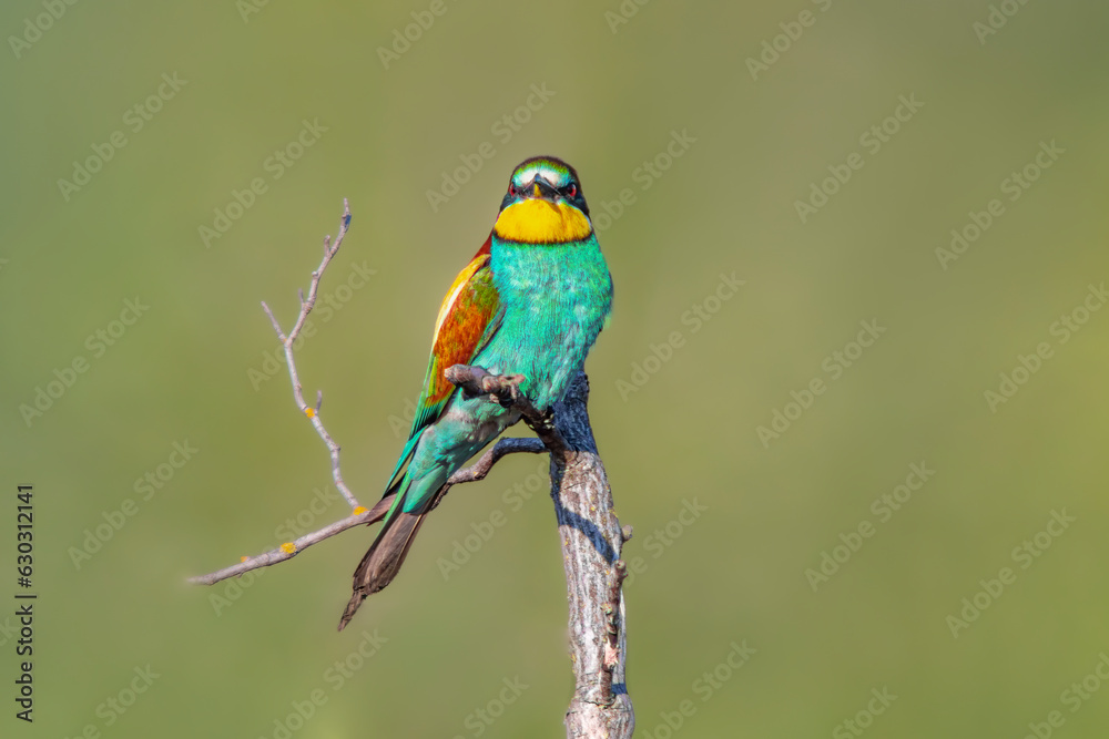 oe colorful bee-eater (Merops apiaster) sits on a branch and looks for insects oe colorful bee-eater (Merops apiaster) sits on a branch and looks for insects