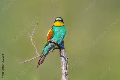 oe colorful bee-eater (Merops apiaster) sits on a branch and looks for insects