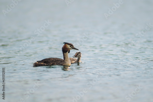 one adult Great crested grebe (Podiceps cristatus) swims withe its chick on a reflective lake