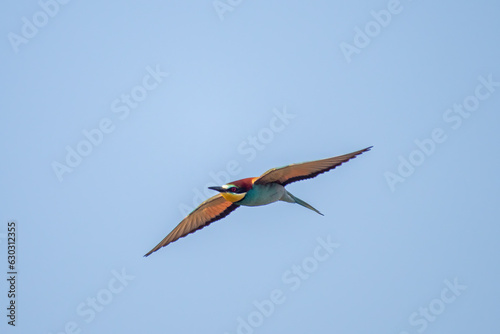 one colorful bee-eater (Merops apiaster) flies through the air hunting for insects