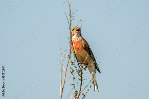 one male linnet sits on a branch in a garden