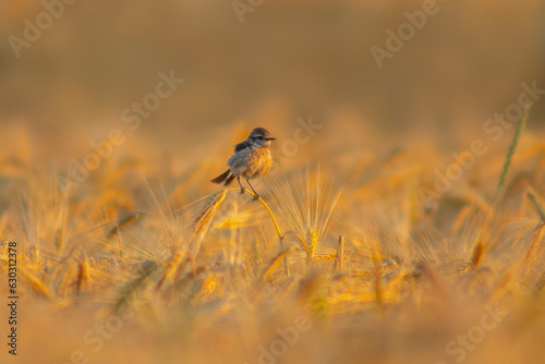 one a female stonechat (Saxicola rubicola) sits on the ears of a wheat field and searches for insects