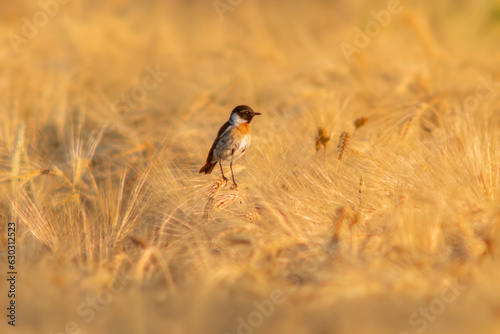 one Stonechat (Saxicola rubicola) sits on the ears of a wheat field and searches for insects