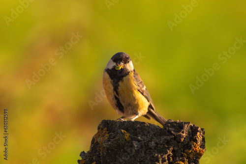 one great tit (Parus major) is sitting on a tree trunk and has a green spider in its beak