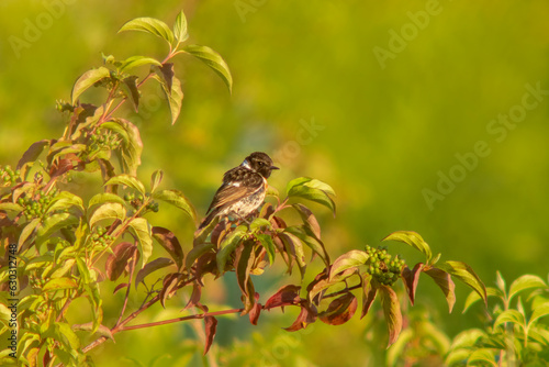 one male stonechat (Saxicola rubicola) sits in a green bush looking for insects