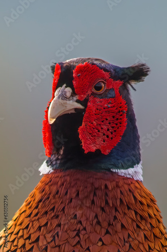one head portrait of a pheasant cock (Phasianus colchicus)