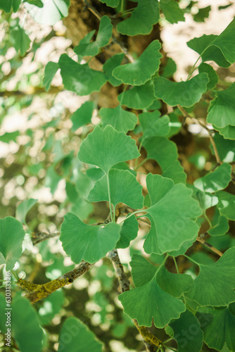 Ginkgo biloba leaves on tree, closeup of photo
