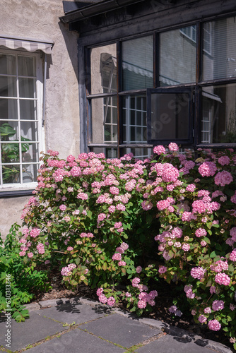 Pink hydrangea flowers in front of a house in the village © O G