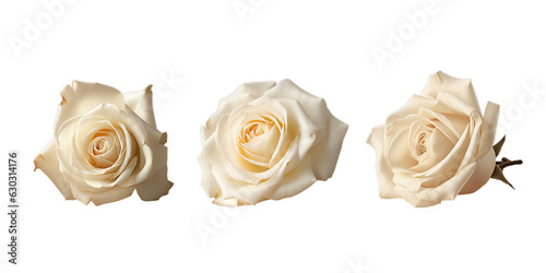 Fototapeta Naklejka Na Ścianę i Meble -  White rose flower on the white backgound