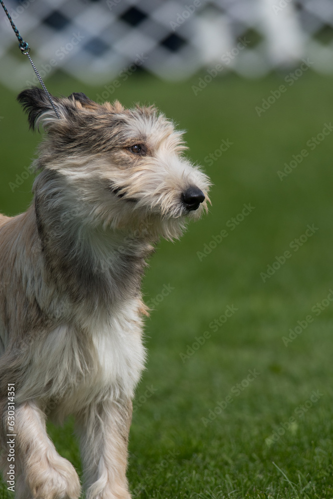 Berger Picard close up during a dog show Berger Picard close up during a dog show