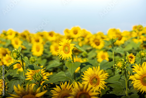 Wonderful view of a field of sunflowers in summer. Selective focus.