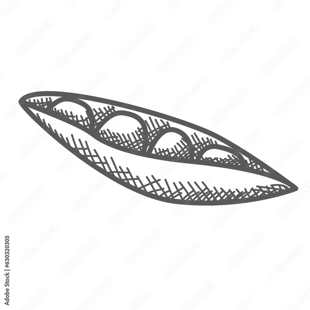 Line art vector illustration.Cartoon green pea.Pod of green peas. Open