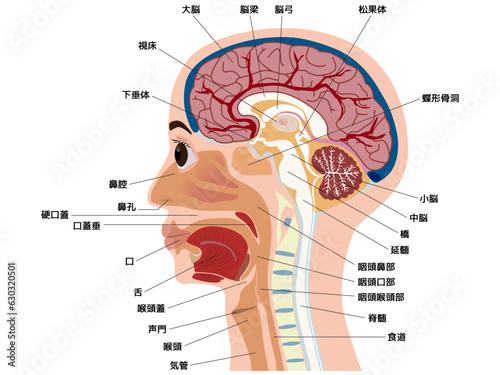 頭　脳　口　断面