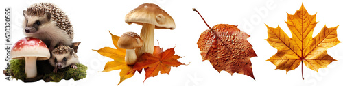 Autumn set with hedgehog, mushrooms and autumn leaves. Two wild mushrooms in orange autumn leaves. Yellow maple leaf. Isolated on a transparent background.