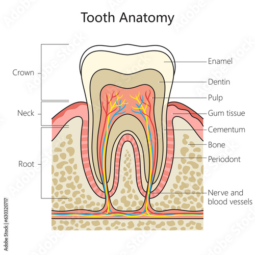 Human tooth structure vertebral column diagram schematic vector illustration. Medical science educational illustration