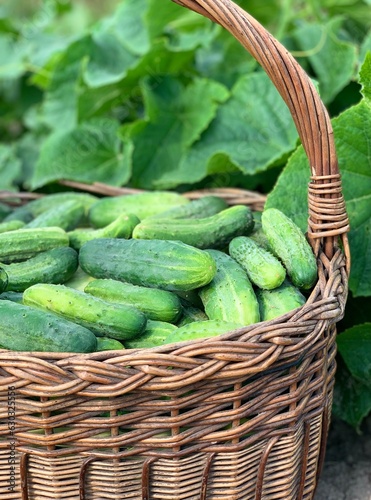 harvest organic vegetable . fresh vegetables in a basket. concept of organic vegetables.