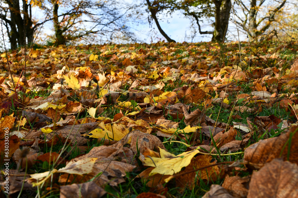 Buntes heruntergefallenes Herbstlaub