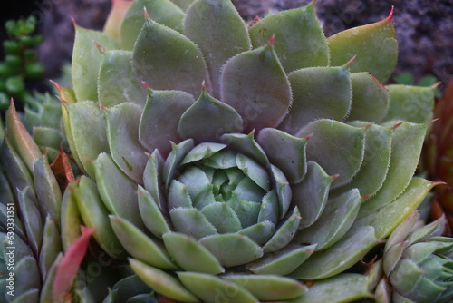 rojnik Sempervivum Ufo