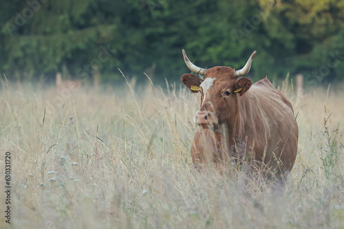 Brown cow wading in tall grass