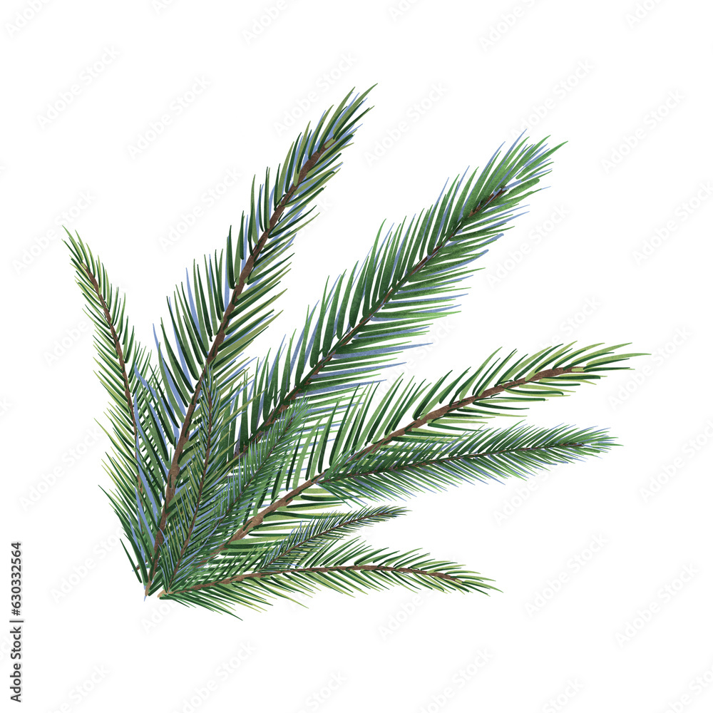 Spruce branches digital watercolor style illustration isolated on white. Cedar tree, pine plant, conifer hand drawn. Element for design Christmas invitation, card, new year design, holiday print Spruce branches digital watercolor style illustration isolated on white. Cedar tree, pine plant, conifer hand drawn. Element for design Christmas invitation, card, new year design, holiday print