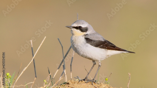 Northern wheatear bird in spring, male in breeding plumage Oenanthe oenanthe