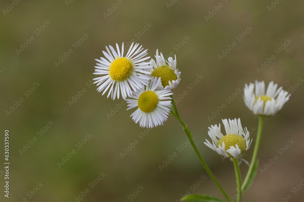 Obraz premium Flowers of the eastern daisy fleabane or daisy fleabane (Erigeron annuus)
