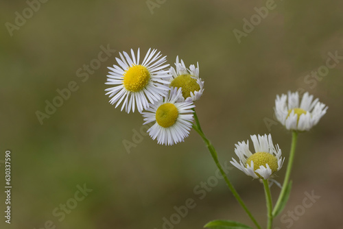 Flowers of the eastern daisy fleabane or daisy fleabane  Erigeron annuus 