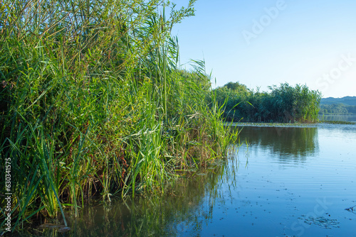 View of the lake and the reeds on the shore.