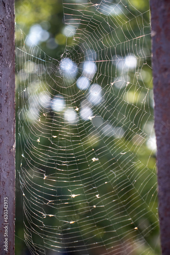 Cobweb in the forest © po.foto