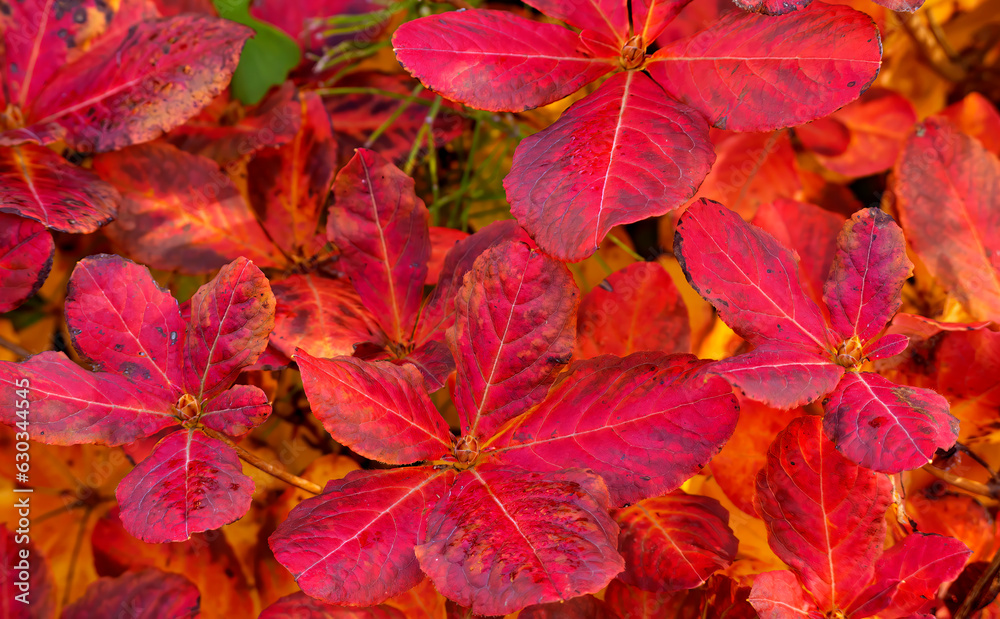 Bright red leaves of rhododendron in autumn in the park . Rhododendron is a genus of plants in the Heather family. Autumn background Bright red leaves of rhododendron in autumn in the park . Rhododendron is a genus of plants in the Heather family. Autumn background