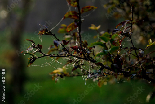 A string of pearls of dew drops.