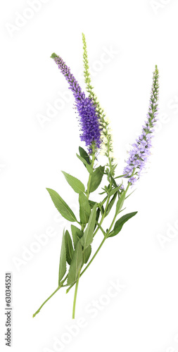Beautiful bouquet of veronica flower