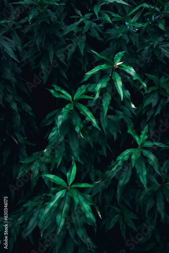 A close up of dark green leaves