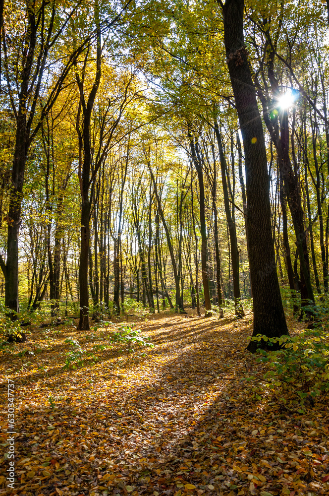 Obraz premium Iconic landmark. nature in fall season. autumnal season in the park. seasonal leaves and trees. natural landscape in autumn. autumn beauty of nature. fall season. nature in forest. autumn forest