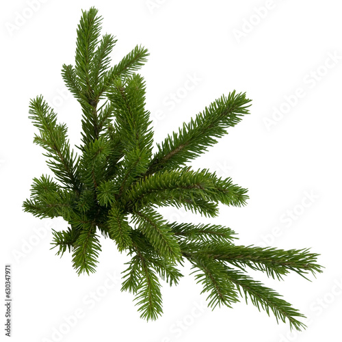 Spruce branch. Green fir. Realistic Christmas tree llustration for Xmas cards  New year party posters isolated Transparent png background.