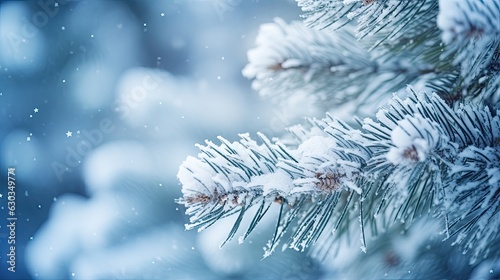 Close-up of snow covered pine tree branch