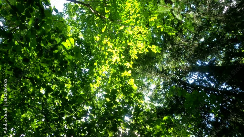 Forest with coniferous trees in summer in sunny nature with big trees in wide angle Forest with coniferous trees in summer in sunny nature with big trees in wide angle