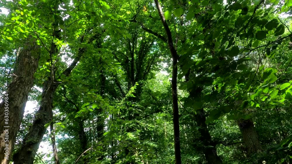 Deciduous forest in detail with sunlit leaves Deciduous forest in detail with sunlit leaves